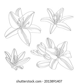 Orquídeas. Libro de coloreado vector dibujado a mano.