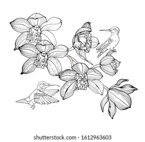 orchids and hummingbirds, composition for design, black and white vector illustration