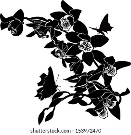 orchids isolated on white background