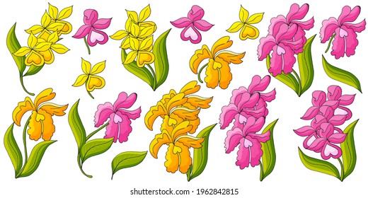 Orchids. Large set of orchid inflorescences. Yellow and pink flowers. Cute flowers in hand draw style