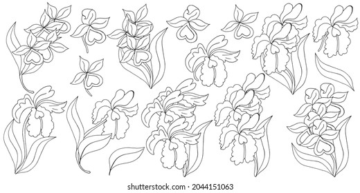 Orchids. Large set of orchid inflorescences. Cute flowers in hand draw style