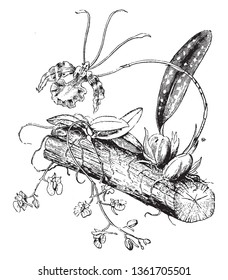 Orchids are mounted so their roots are clearly visible. They are native from tropical rainforests, vintage line drawing or engraving illustration.
