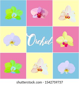 Orchids on colored squares, in the middle is the inscription orchid. For sales of orchids.