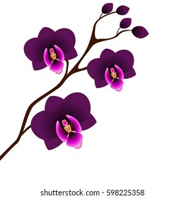 Orchids on a white background.