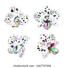 Orchids Phalaenopsis with dots multi colored  closeup beautiful flower  isolated set second on a white background vintage  vector illustration editable  hand draw