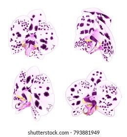Orchids Phalaenopsis with dots purple and white closeup beautiful flower isolated set first on a white background vintage vector illustration editable hand draw