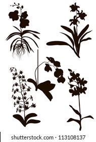 Orchids Silhouette