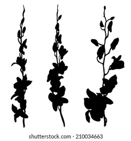 Orchids silhouettes isolated on white
