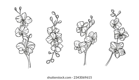 Orchids sketch. hand drawn orchid outline illustration. Orchid black and white vector drawing. orchid branch isolated on white background. Floral sketch. vector illustration. Orchid line art drawing.