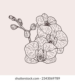 Orchids sketch. hand drawn orchid outline illustration. Orchid black and white vector drawing. orchid branch isolated on white background. Floral sketch. vector illustration. Orchid line art drawing.