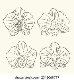 Orchids sketch. hand drawn orchid outline illustration. Orchid black and white vector drawing. orchid branch isolated on white background. Floral sketch. vector illustration. Orchid line art drawing.