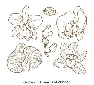 Orchids sketch. hand drawn orchid outline illustration. Orchid black and white vector drawing. orchid branch isolated on white background. Floral sketch. vector illustration. Orchid line art drawing.