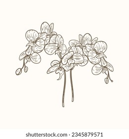 Orchids sketch. hand drawn orchid outline illustration. Orchid black and white vector drawing. orchid branch isolated on white background. Floral sketch. vector illustration. Orchid line art drawing.