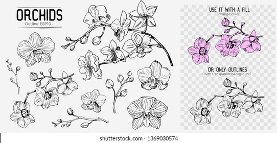 Orchids sketch. Hand drawn outline converted to vector. Isolated