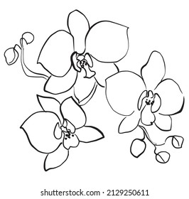 Orchids sketch. Hand drawn outline converted to vector. Isolated. isolated floral elements for design. Monochrome illustration on white background. Sketch.