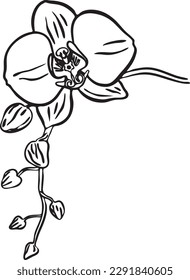 Orchids sketch. Hand drawn outline converted to vector. Isolated luxury flowers. Hand drawn line leaves branches and blooming. Wedding elegant wildflowers for invitation save the date card. Vector