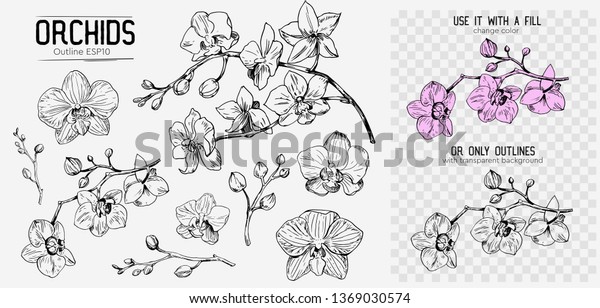 Orchids sketch. Hand drawn outline converted to\
vector. Isolated