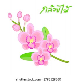 Las orquídeas en idioma tailandés significan "orquídeas"