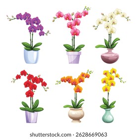 Orchids in various colors and blooming stages with decorative pots. Vector cartoon illustration