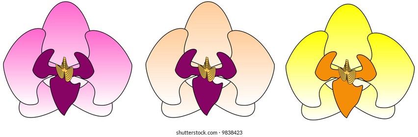 Orchids - Vector illustration