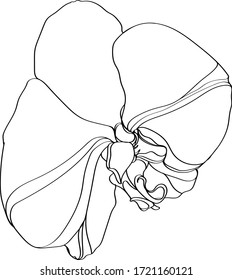 Ilustración vectorial de orquídeas. Flor aislada en blanco. Ilustración vectorial floral en blanco y negro de una orquídea