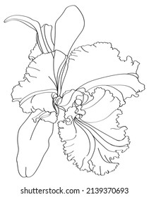 Ilustración vectorial de orquídeas. Flor aislada en blanco. Ilustración vectorial floral en blanco y negro de una orquídea