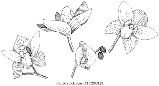 Orchids in a vector style isolated. Full name of the plant: orchid. Vector flower for background, texture, wrapper pattern, frame or border.
