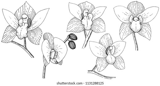 Orchids in a vector style isolated. Full name of the plant: orchid. Vector flower for background, texture, wrapper pattern, frame or border.