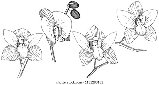 Orchids in a vector style isolated. Full name of the plant: orchid. Vector flower for background, texture, wrapper pattern, frame or border.