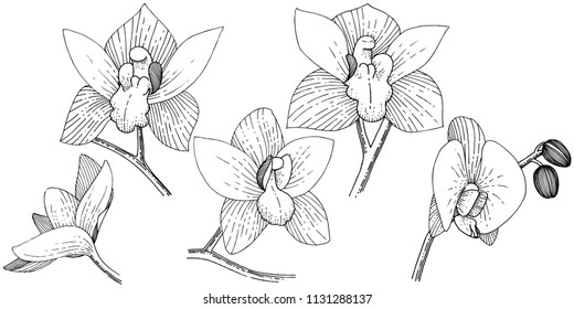 Orchids in a vector style isolated. Full name of the plant: orchid. Vector flower for background, texture, wrapper pattern, frame or border.
