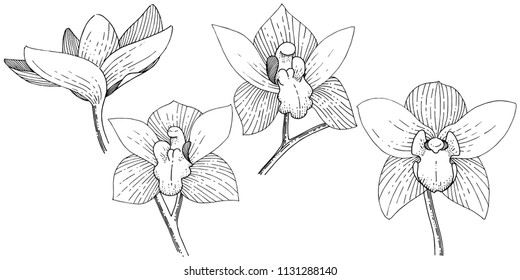 Orchids in a vector style isolated. Full name of the plant: orchid. Vector flower for background, texture, wrapper pattern, frame or border.