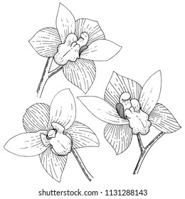 Orchids in a vector style isolated. Full name of the plant: orchid. Vector flower for background, texture, wrapper pattern, frame or border.