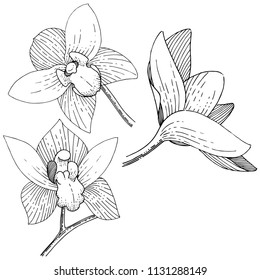 Orchids in a vector style isolated. Full name of the plant: orchid. Vector flower for background, texture, wrapper pattern, frame or border.