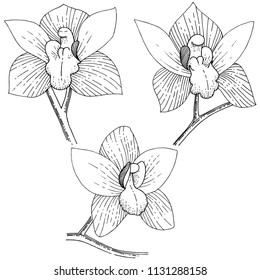 Orchids in a vector style isolated. Full name of the plant: orchid. Vector flower for background, texture, wrapper pattern, frame or border.