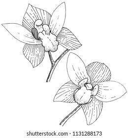 Orchids in a vector style isolated. Full name of the plant: orchid. Vector flower for background, texture, wrapper pattern, frame or border.
