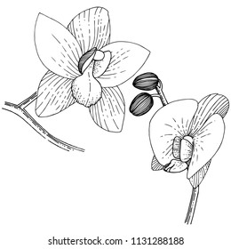 Orchids in a vector style isolated. Full name of the plant: orchid. Vector flower for background, texture, wrapper pattern, frame or border.