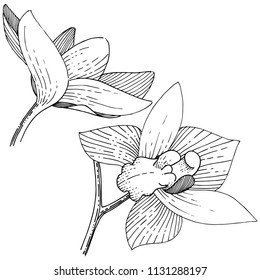 Orchids in a vector style isolated. Full name of the plant: orchid. Vector flower for background, texture, wrapper pattern, frame or border.