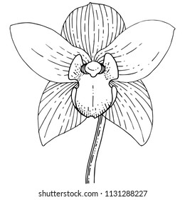 Orchids in a vector style isolated. Full name of the plant: orchid. Vector flower for background, texture, wrapper pattern, frame or border.