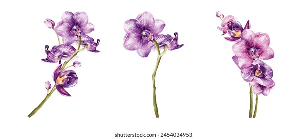 Orchids watercolor vector elements design. Botanical watercolor vector collection of flower, leaves, and branches.