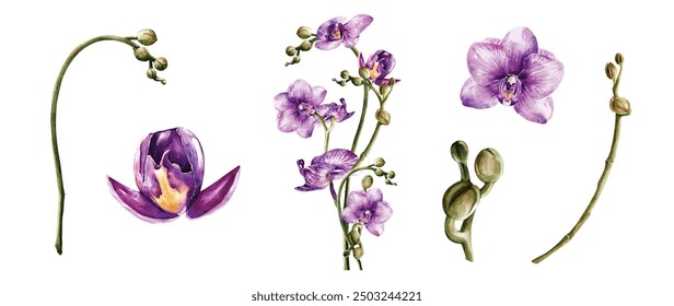 Orchideen Aquarell Vektorelemente Design. Botanische Aquarell-Vektorsammlung von Blumen, Blättern und Zweigen.