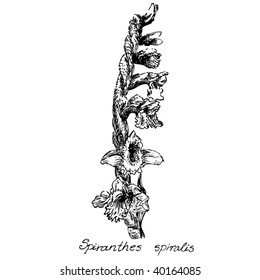 Orchid-Spiranthes spiralis