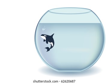 Orcinus orca, Killer whale in an gigantic glass bowl, vector