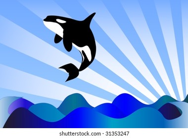 Orcinus Orca Killer Whale Jumping High