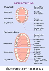 Order of teething. Vector illustration