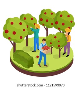 Ordinary farmers life isometric background composition with three green space workers collecting fruits from surrounding trees vector illustration