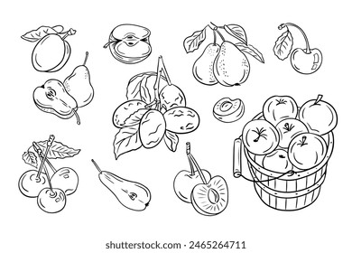 Ordinary fruits from mild climate. Set of black doodles drawings. Vector monochrome sketchy illustrations of sweet fruits on white background. Ideal for coloring pages, tattoo, pattern