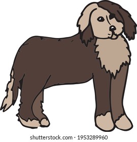 an ordinary large yard dog with a dark ear and light paws