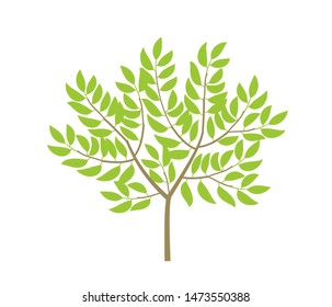 Ordinary Tree. Not A Big Bush. Small Thin Tree Plant. Green Leaves And Branches. Flat Vector Color Illustration Clipart.