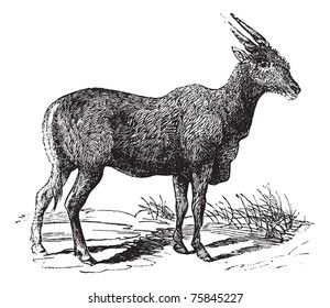 Oreas Canna, Eland or South African antelope vintage engraving. Old engraved illustration of African antelope.