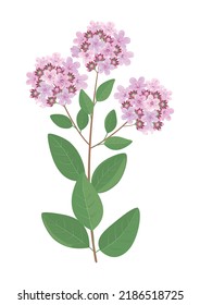 Oregano blooming branch with flowers and leaves. Marjoram medical aromatic culinary herb, spise, remedy. Isolated object, sign, simbol, design element